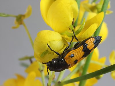 Castiarina atricollis, PL3045C, male, on Senna artemisioides ssp. petiolaris, MU, 11.4 × 4.1 mm